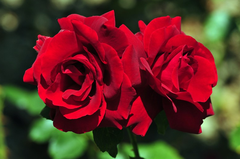 5-tips-for-planting-roses